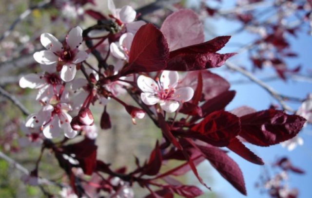 Слива вишнева "Pissardii 'Nigra"