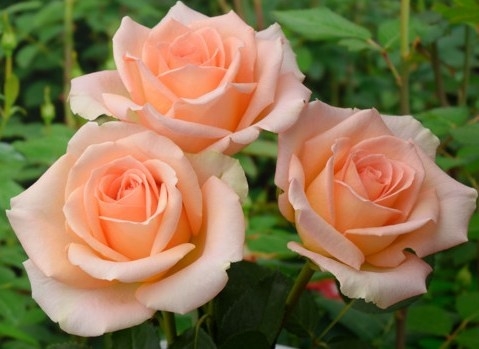 Роза "Версилия"