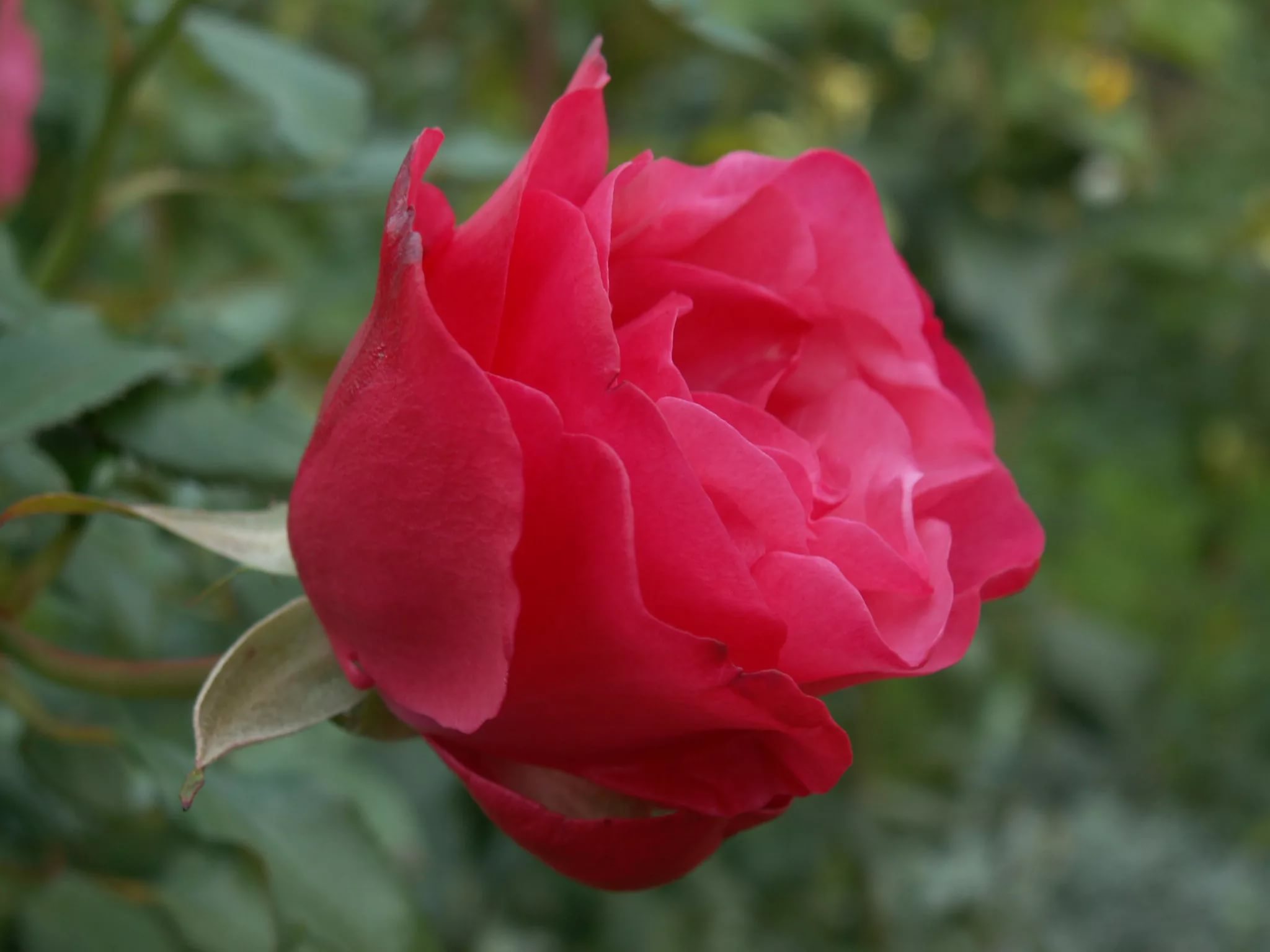 Роза "Амалия"