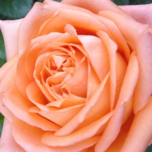 Роза "Эльдорадо"