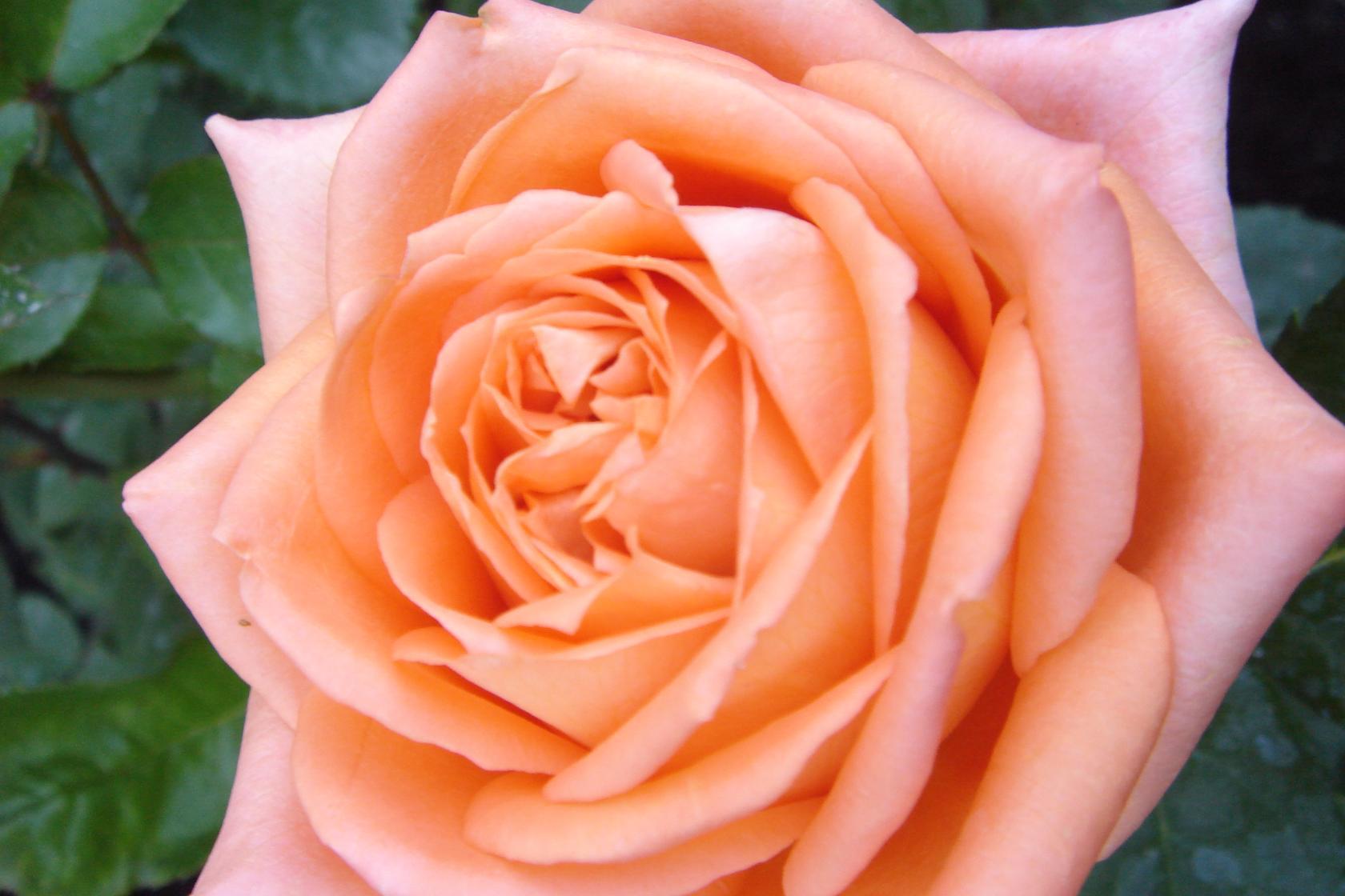 Роза "Эльдорадо"