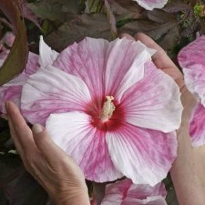 Гибискус болотный Бело-розовый, крупно цветковый