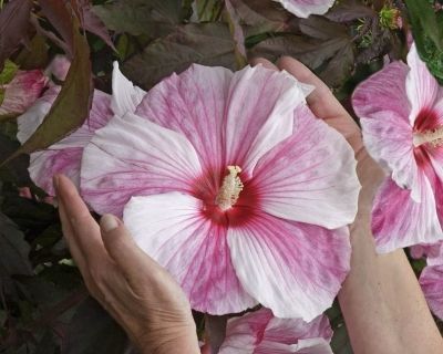 Гибискус болотный Бело-розовый, крупно цветковый