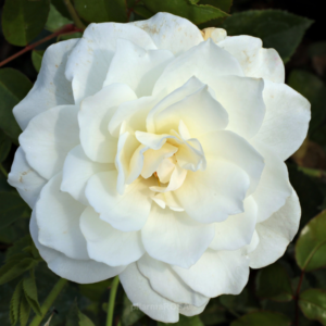 Роза парковая Белая