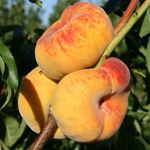 Персик "Мир Багеля" (нжирный)