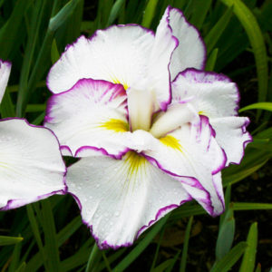 Iris sibirica  ‘Frilled Enchantment’