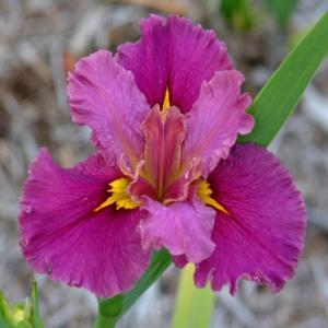 Ирис луизианский Iris louisiana ‘Jack Attack’