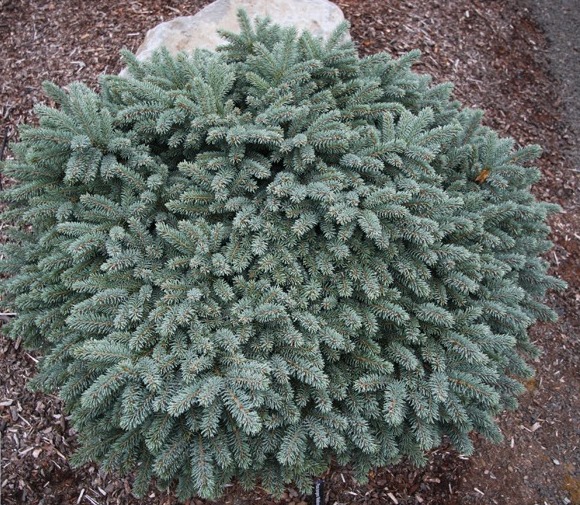 Ель колючая «Вальдбрун» (Picea pungens «Waldbrunn»)