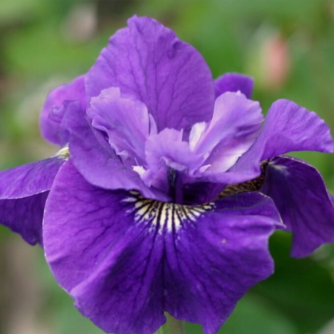 Iris sibirica  ‘Ruffled Plus'