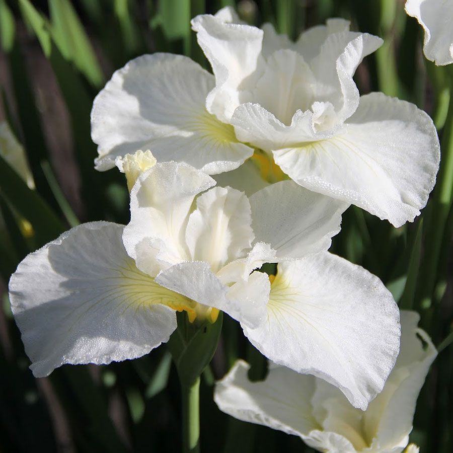 Iris sibirica  ‘Gull's Wing’    ‘Kabluey’