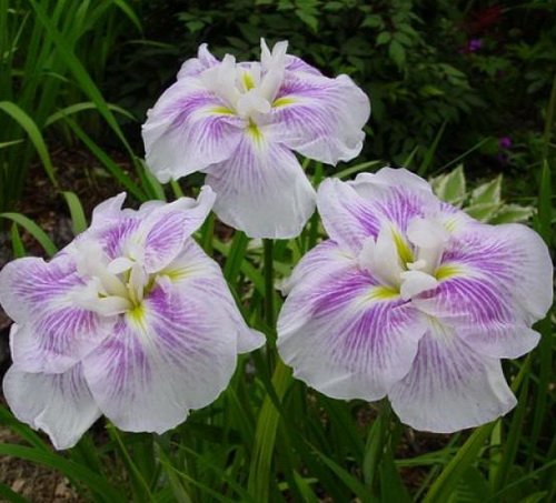 Ирис мечевидный ( японский ) Iris ensata Kogesho