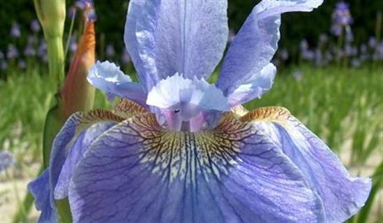Ирис сибирский Iris sibirica Welcome Return