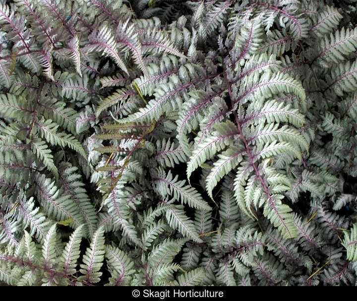 Athyrium niponicum ‘Silver Falls’Кочедыжник ниппонский