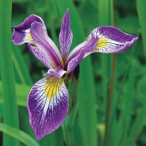 Ирис разноцветный Iris versicolor Gerald Darby