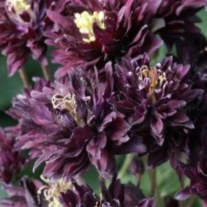 Аквилегия обыкновенная или водосбор Aquilegia vulgaris Clementine Dark Purple
