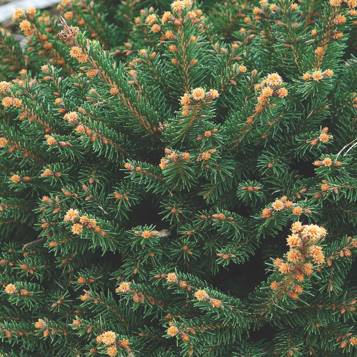 Ель обыкновенная "Пигмея" (Picea abies Pygmaea)