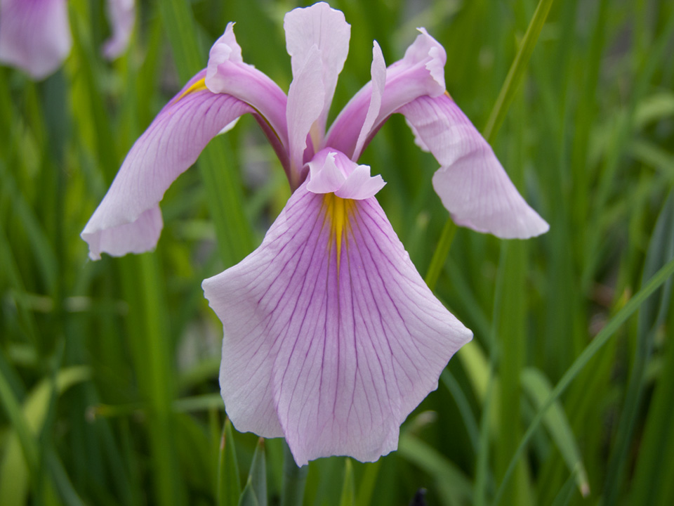 Ирис мечевидный ( японский ) Iris ensata Darling