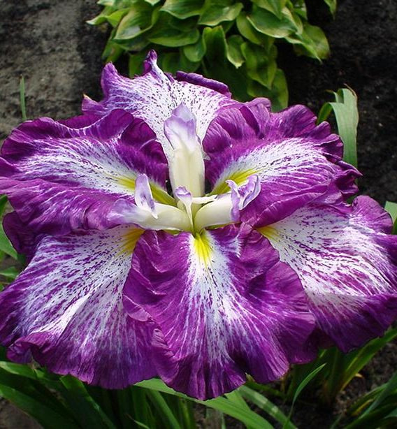 Iris sibirica  ‘Harlequinesque’