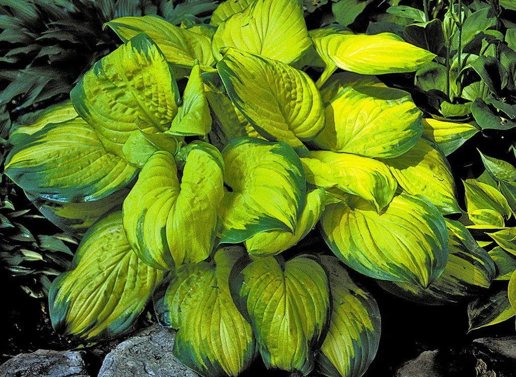 Хоста Hosta   ‘Stained Glass’