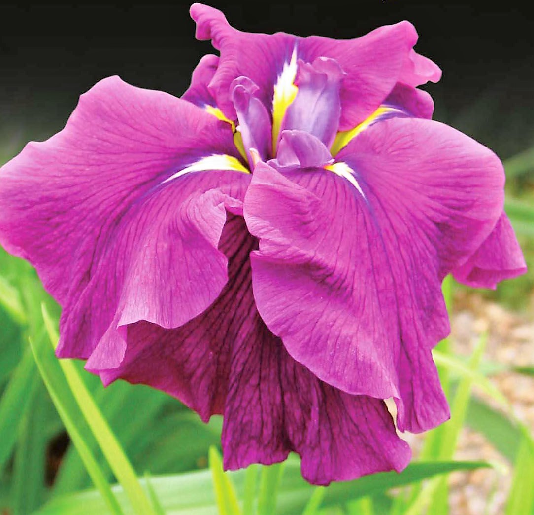Iris sibirica  ’  ‘Good Omen'