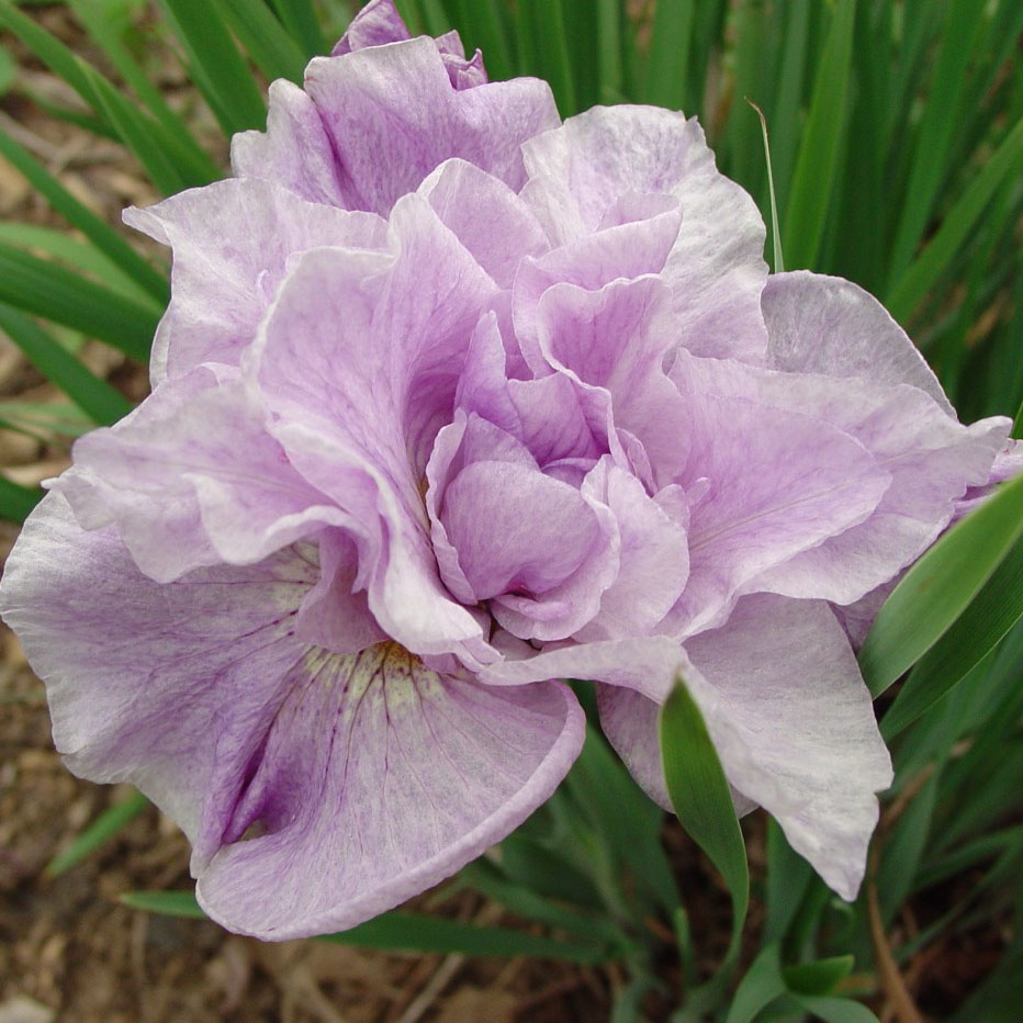 Iris sibirica  'Rigamarole’