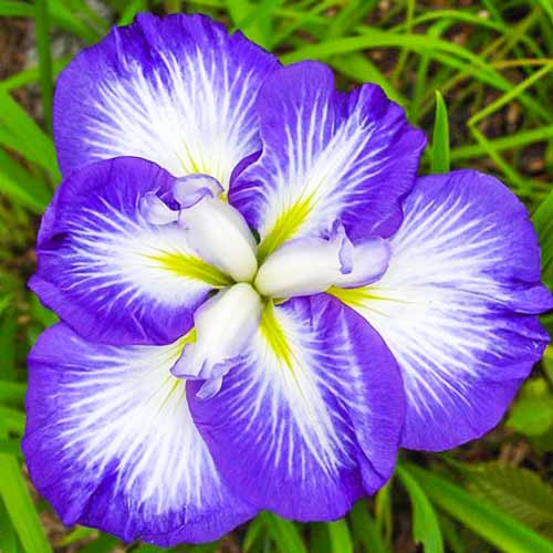 Ирис мечевидный ( японский ) Iris ensata Gusto