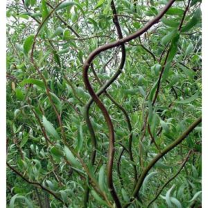 Ива вавилонская извилистая Тортуоза ,Salix babylonica Tortuosa