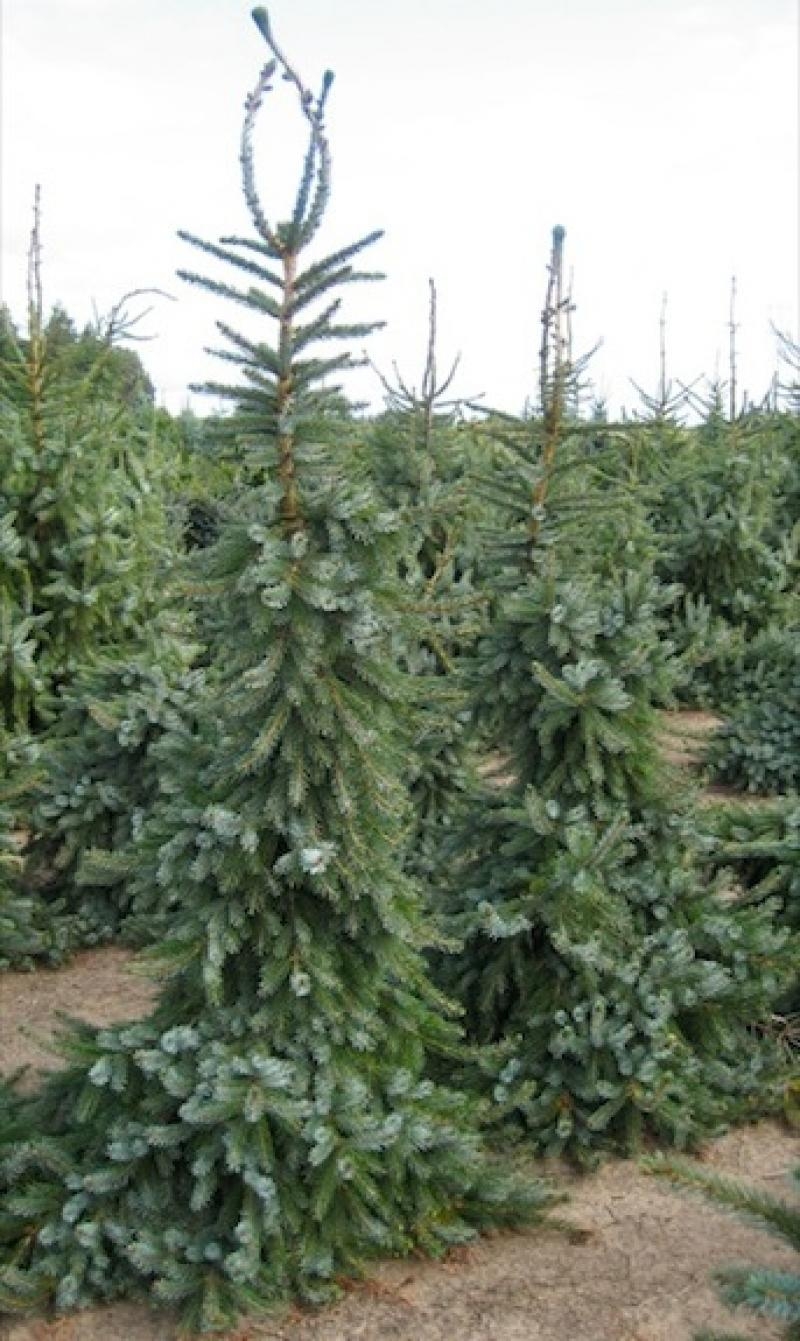 Ель сербская "Picea omorika"