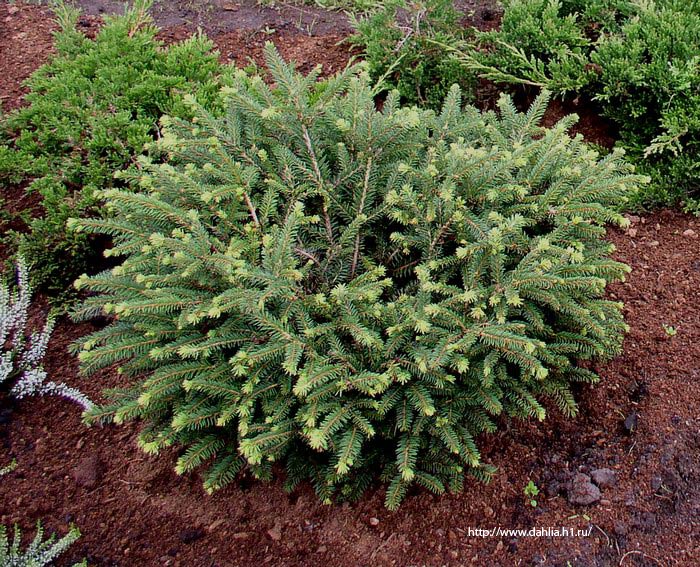Ель обыкновенная "Пигмея" (Picea abies Pygmaea)
