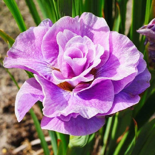 Iris sibirica   ‘Pink Parfait’