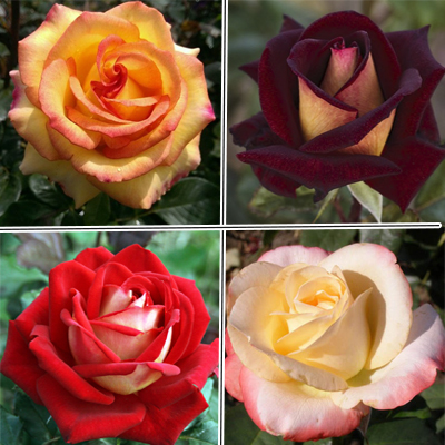 Супер набор из 10 чайно-гибридных роз разных сортов