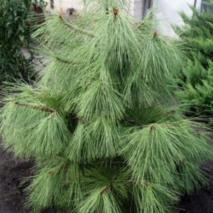 Сосна желтая, Pinus ponderosa