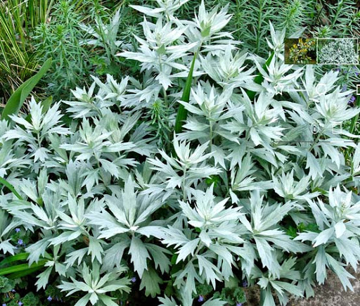 Полынь луизианская Artemisia ludoviciana