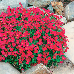 Обриета гибридная Aubrieta hybrida  'Red Cascade '