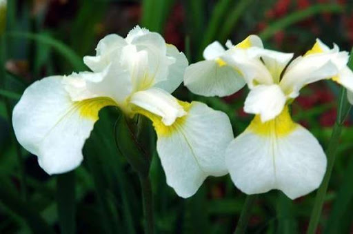 Ирис сибирский Iris sibirica Snow Queen