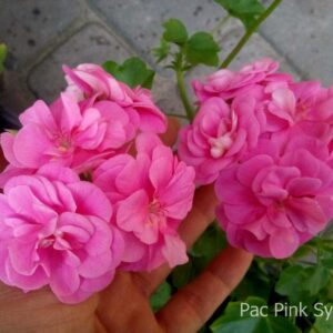 Пеларгония "Pac Pink Sybil" ампельная