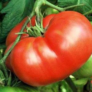 Семена томата Хлебосольный, 30 шт