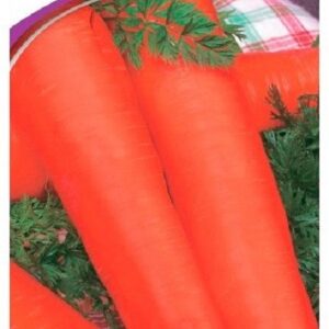 Семена моркови Флакко