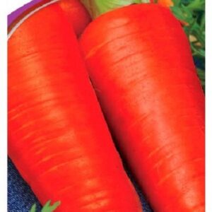 Семена моркови Шансон супер