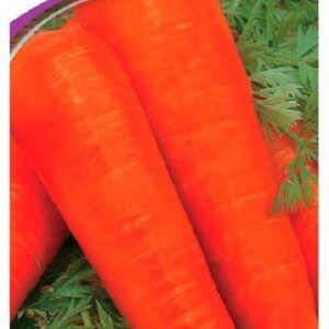 Семена моркови Тип-Топ