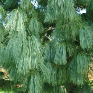 Сосна гималайская/Гриффита. (Pinus wallichiana griffithii)