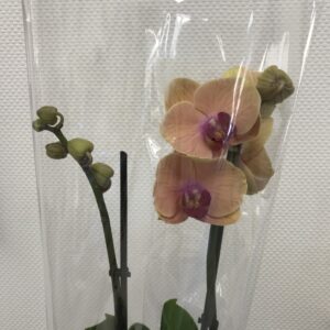 Орхидея Фаленопсис терракотовая