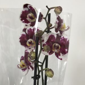 Орхидея Фаленопсис  тигровая
