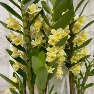 Дендробиум (орхидея) 12*55 Nobille желтый