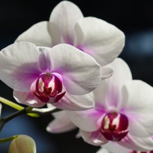 Фаленопсис (орхидея)  12*40 2 ствола Белый градиент