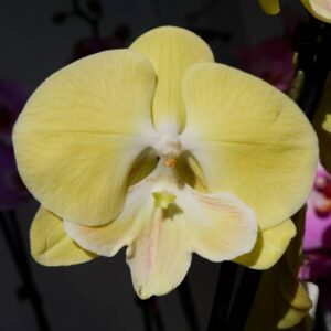 Орхидея Phalaenopsis Limoncello Big Lip