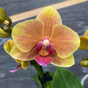 Фаленопсис (орхидея) мультифлора 12*40 2 ствола Grazia