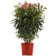 Олеандр - Nerium oleander